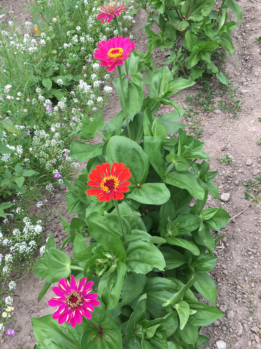 Zinnias – Indian River Acres