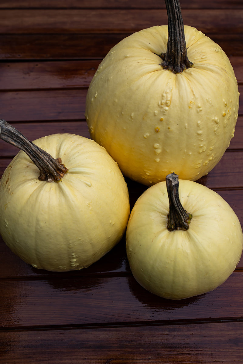 Pumpkins (Yellow) – Indian River Acres