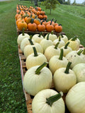 Classroom set of small pumpkins