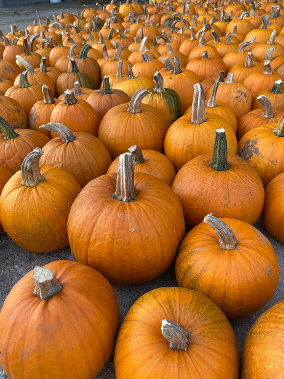 Classroom set of small pumpkins