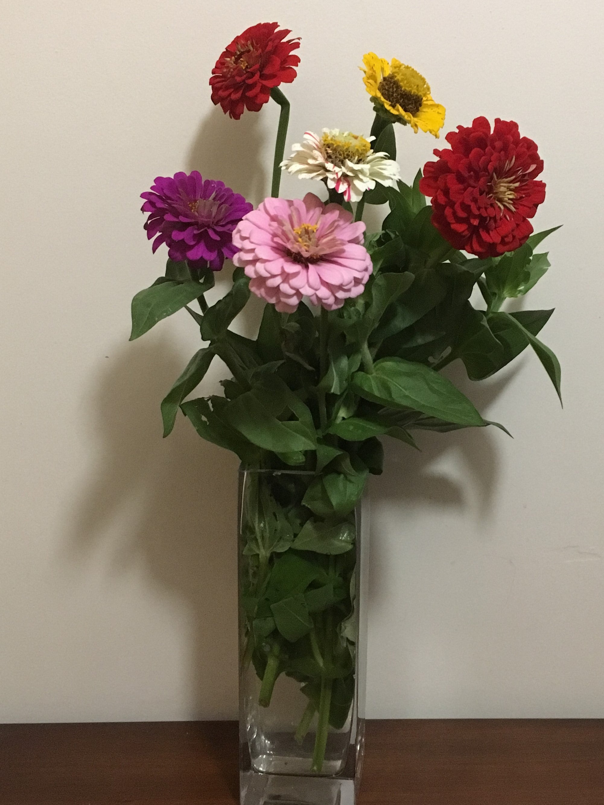 Zinnias – Indian River Acres