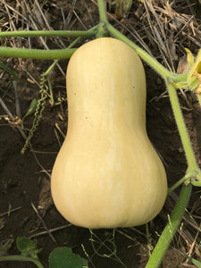 Squash