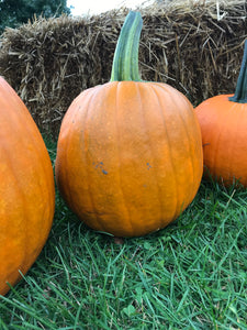 Pumpkins (Orange)