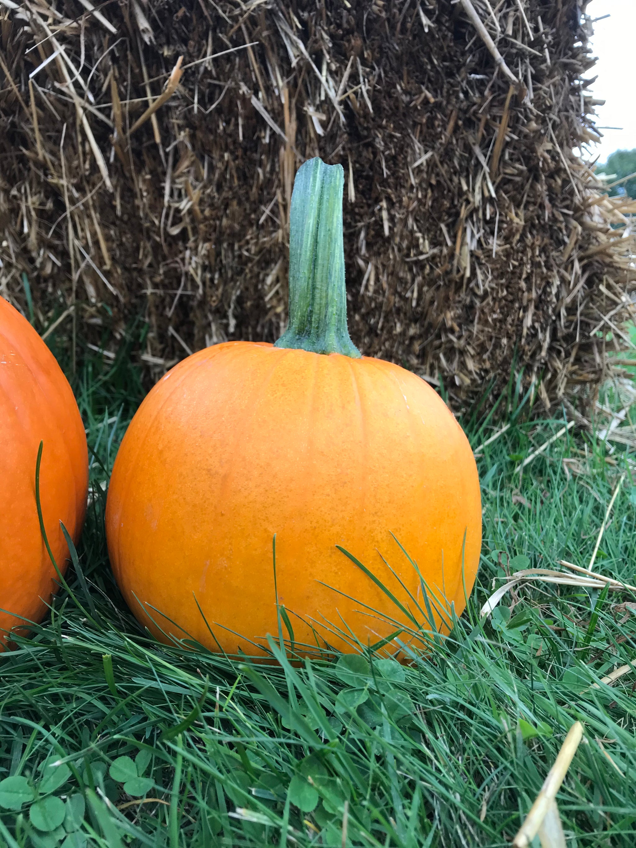 PUMPKIN学園/PumpKin 8mmCD Pumpkins (Orange) – Indian River Acres