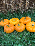 Pumpkins (Mini)
