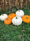 Pumpkins (Mini)