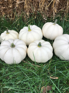 Pumpkins (Mini)