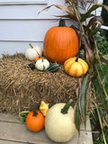 Fall decoration packages