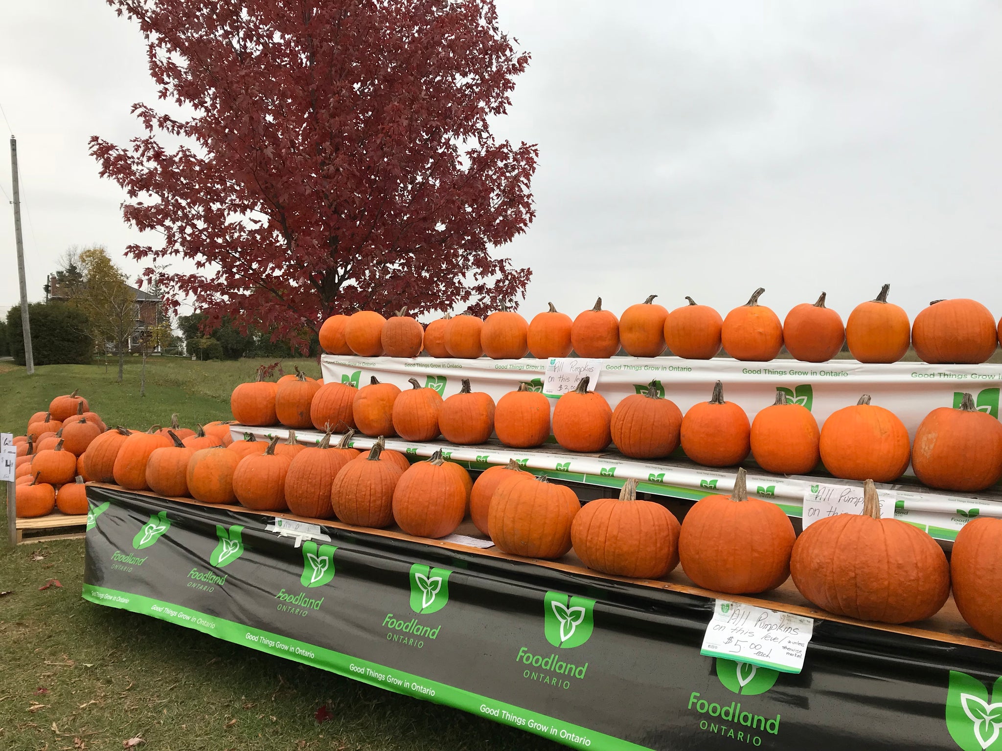 Pumpkins (Orange) – Indian River Acres